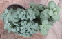 Седум (Sedum)