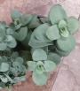 Седум (Sedum)