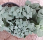 Седум (Sedum)