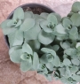 Седум (Sedum)