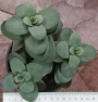 Седум (Sedum)