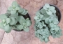 Седум (Sedum)