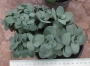 Седум (Sedum)