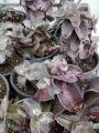 Седум (Sedum)