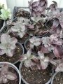 Седум (Sedum)