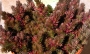 Седум (Sedum Chocolate Ball, Sedum polytrichoides)