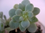 Седум - 1 розетка (Sedum clavatum)