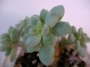 Седум - 1 розетка (Sedum clavatum)