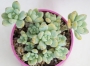 Седум - 1 розетка (Sedum clavatum)