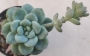 Седум - 1 розетка (Sedum clavatum)