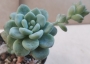Седум - 1 розетка (Sedum clavatum)