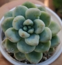 Седум - 1 розетка (Sedum clavatum)