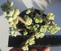 Седум - 1 розетка (Sedum clavatum)