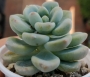 Седум - 1 розетка (Sedum clavatum)