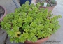 Седум (Sedum CONFUSUM)