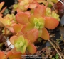 Седум (Sedum CONFUSUM)