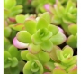 Седум (Sedum CONFUSUM)