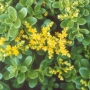 Седум (Sedum CONFUSUM)