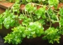 Седум (Sedum CONFUSUM)