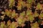 Седум (Sedum CONFUSUM)