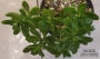 Седум (Sedum confusum)