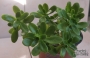 Седум (Sedum confusum)