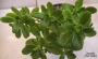 Седум (Sedum confusum)