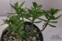Седум (Sedum confusum)