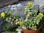 Седум (Sedum hernandezii)