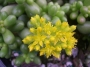 Седум (Sedum hernandezii)