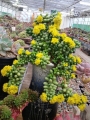 Седум (Sedum hernandezii)