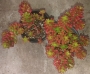 Седум (Sedum rubrotinctum)