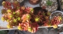 Седум (Sedum rubrotinctum)