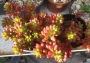Седум (Sedum rubrotinctum)