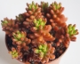 Седум (Sedum rubrotinctum)