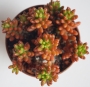 Седум (Sedum rubrotinctum)