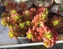 Седум (Sedum rubrotinctum)