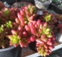 Седум (Sedum rubrotinctum)