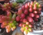 Седум (Sedum rubrotinctum)