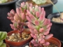 Седум (Sedum rubrotinctum cv Aurora variegata)