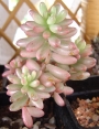 Седум (Sedum rubrotinctum cv Aurora variegata)