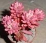 Седум (Sedum rubrotinctum cv Aurora variegata)