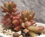Седум (Sedum rubrotinctum cv Aurora variegata)