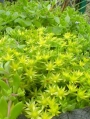 Седум (Sedum sarmentosum)
