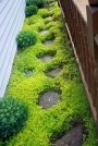 Седум (Sedum sarmentosum)