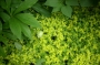 Седум (Sedum sarmentosum)