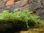 Седум (Sedum sarmentosum)