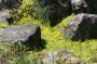 Седум (Sedum sarmentosum)
