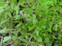 Седум (Sedum sarmentosum)