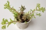 Седум (Sedum sarmentosum)